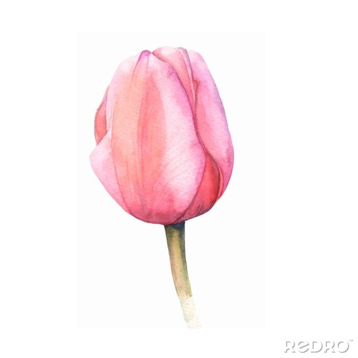 Poster Schaduwrijke knop van een roze tulp