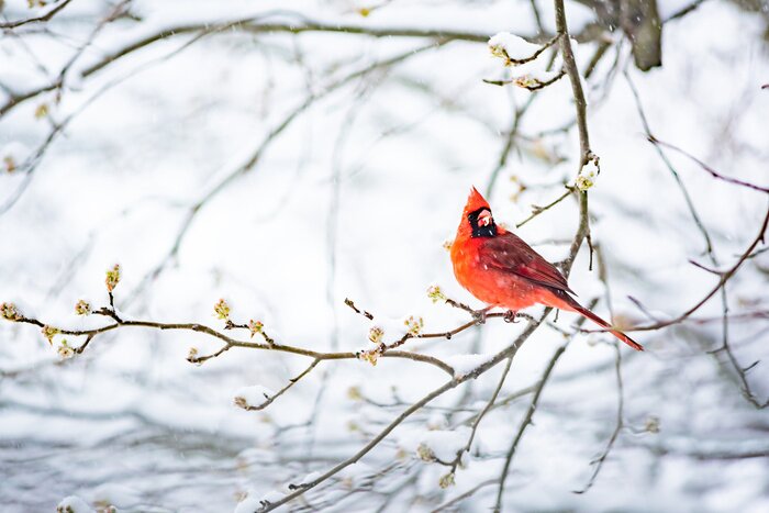 Poster Scharlaken kardinaal op een wintertak