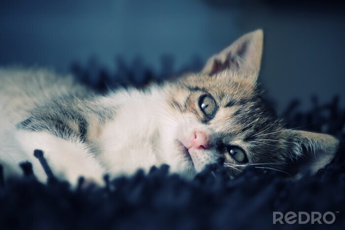 Poster Schattig dier op een deken