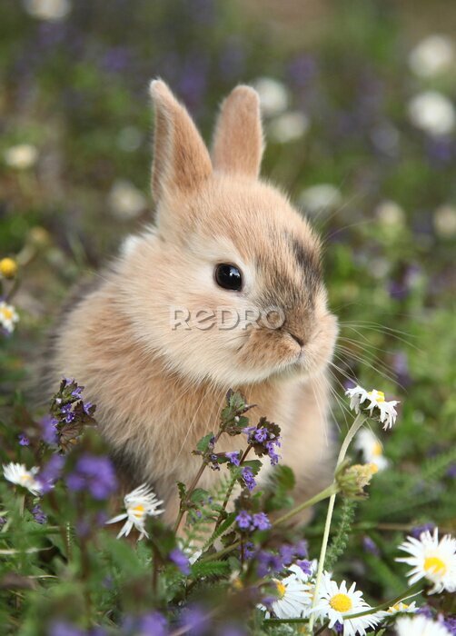 Poster Schattig konijntje in een kleurrijke weide