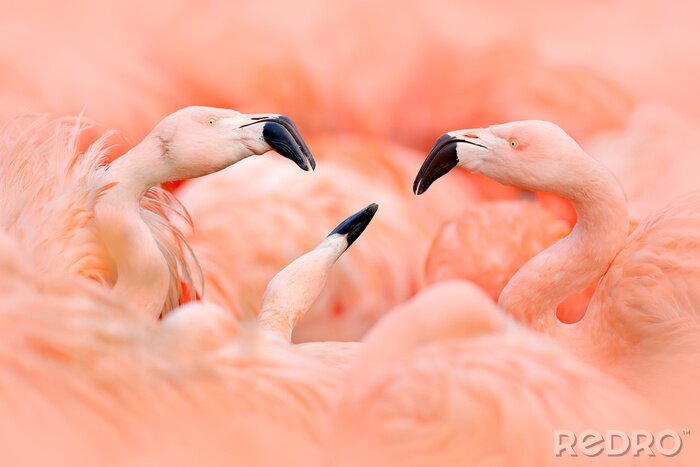 Poster Schattig patroon met flamingo's