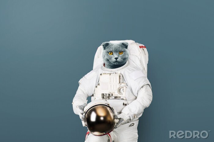 Poster Schattig poesje als astronaut