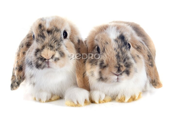 Poster Schattige Engelse konijnen op witte achtergrond