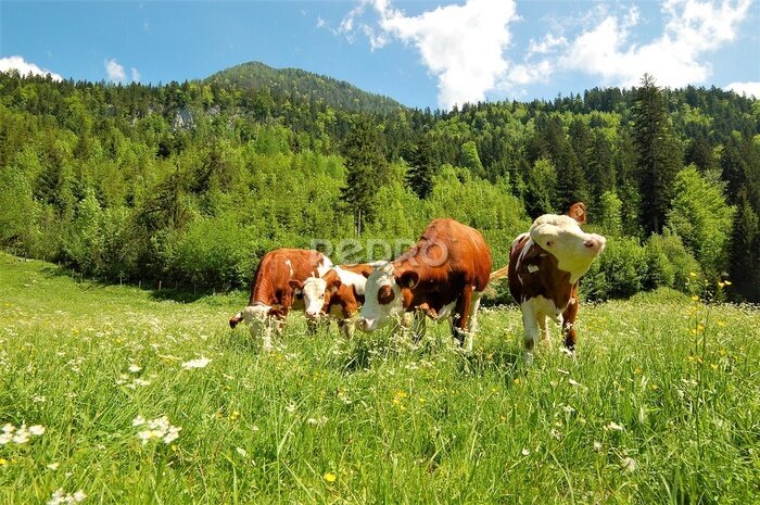 Poster Schattige koeien in een groene weide voor kinderen