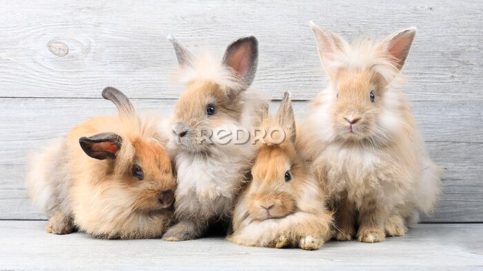 Poster Schattige konijnen op houten achtergrond