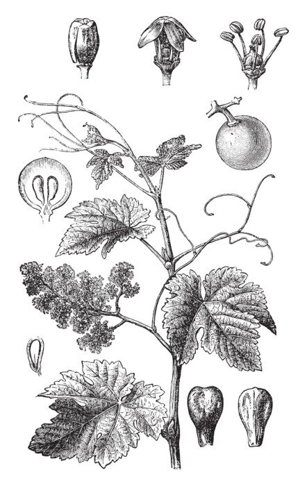 Poster Schets in vintage stijl