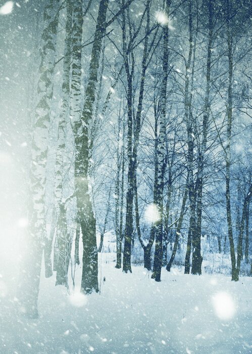 Poster Schets met vier slanke berken