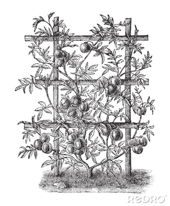 Poster Schets van een klimplant met rijpe tomaten