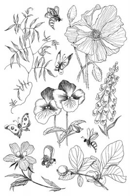 Poster Schets van planten bloemen bijen en vlinders