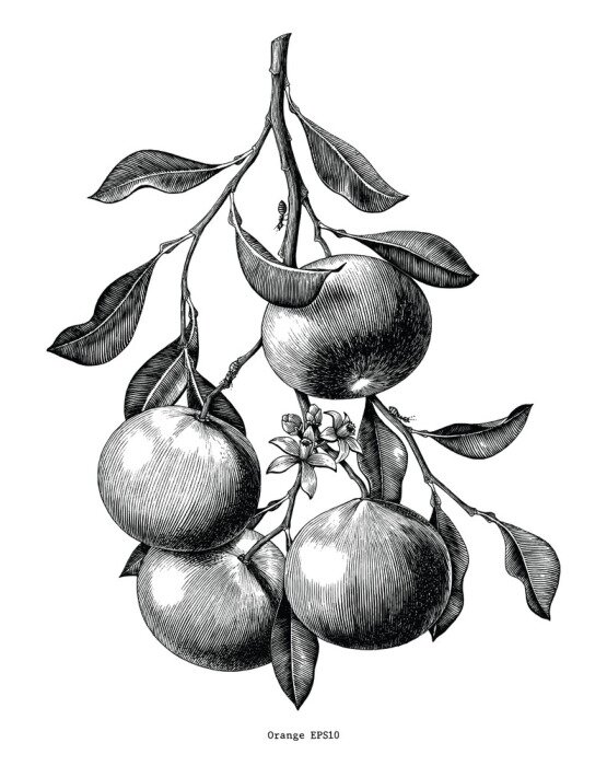 Poster Schets van sinaasappels hangend aan een tak