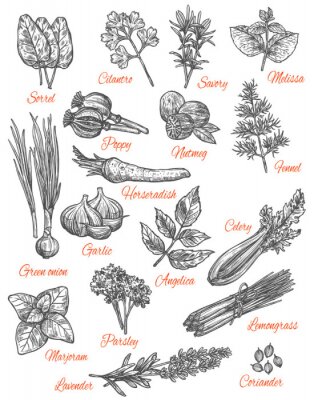 Poster Schetsen van planten en groenten met bijschriften