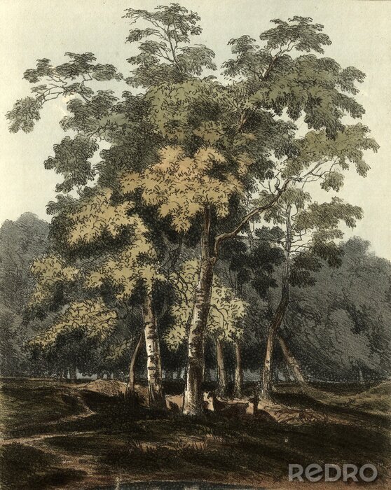 Poster Schilderij van berkenbomen in retro stijl
