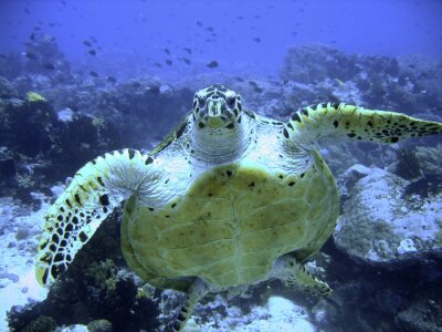 Poster Schildpad zeedier