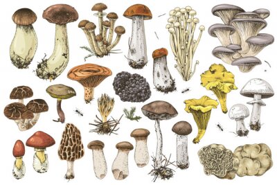 Poster Schoolbord met champignons