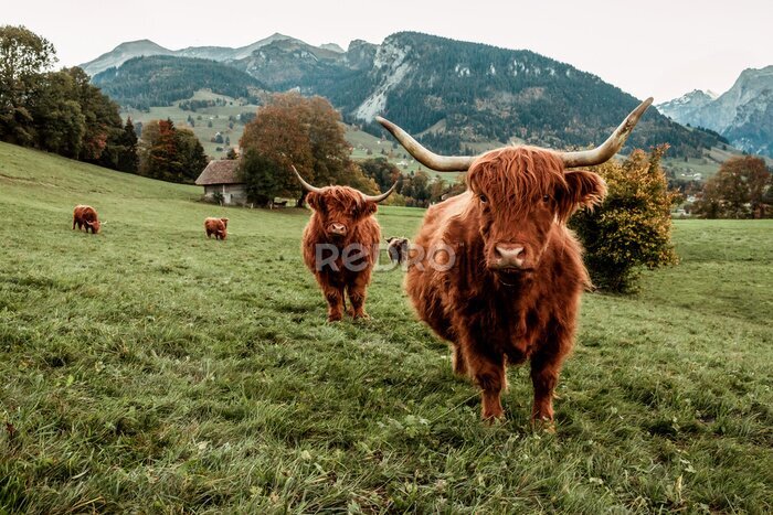 Poster Schots landschap met hooglandse runderen