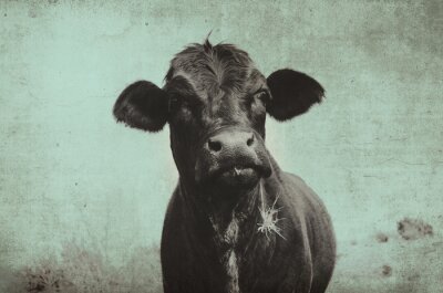 Poster Schotse koe in vintage stijl