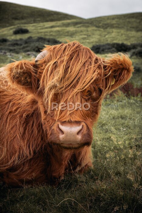 Poster Schotse koe rustend op een heuvel