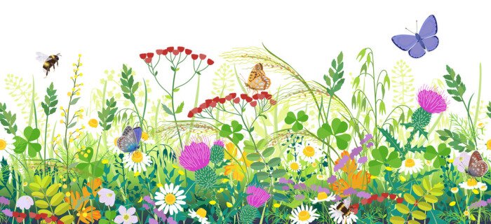Poster Seamless Border with Summer Meadow Plants  and Insects