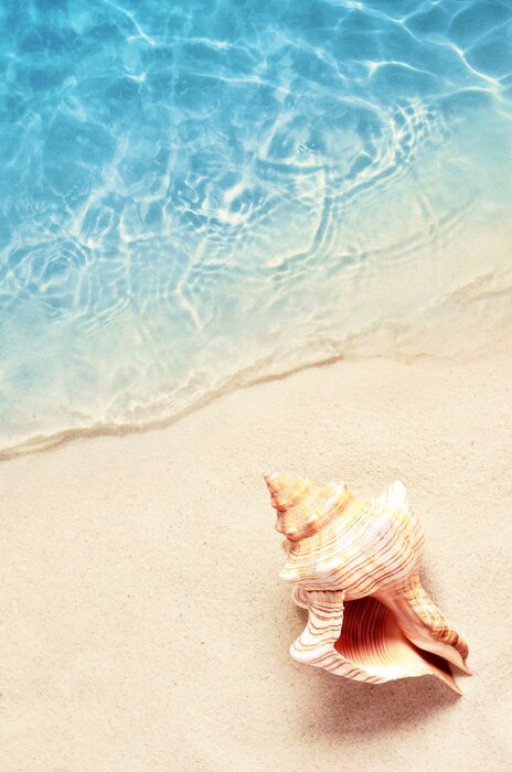 Poster Seashell on the summer beach in sea water. Summer background. Summer time.