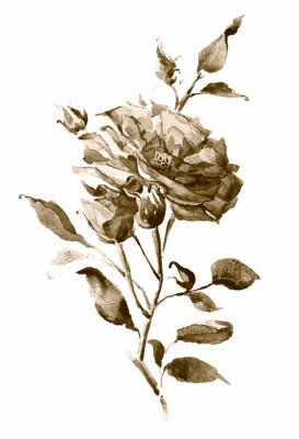 Poster sepia aquarel roos