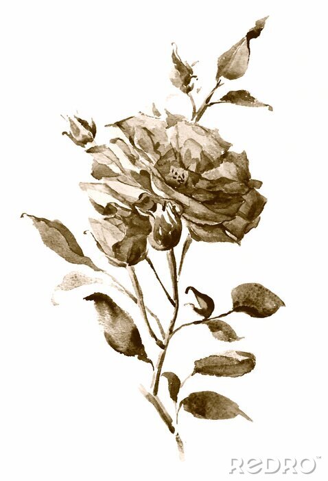 Poster sepia aquarel roos