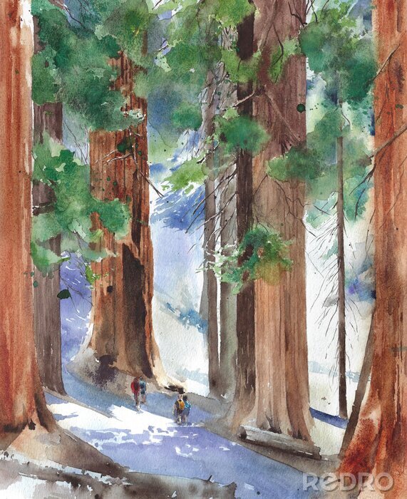 Poster Sequoia bos illustratie in aquarelstijl