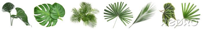 Poster Set of green tropical leaves on white background