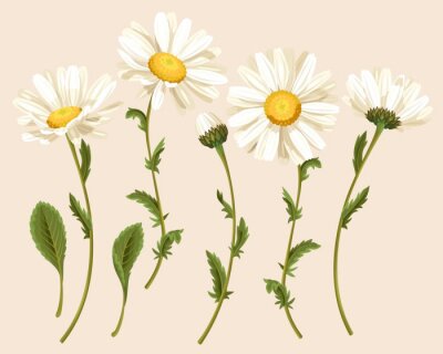 Set van camomiles