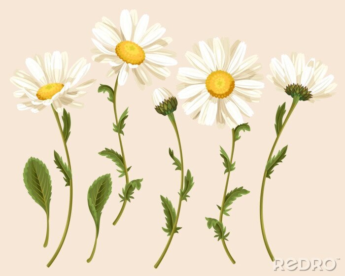 Poster Set van camomiles