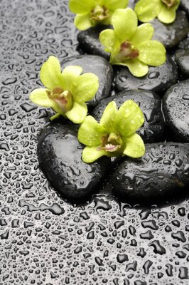 Set van groene orchidee en zen stenen met water druppel