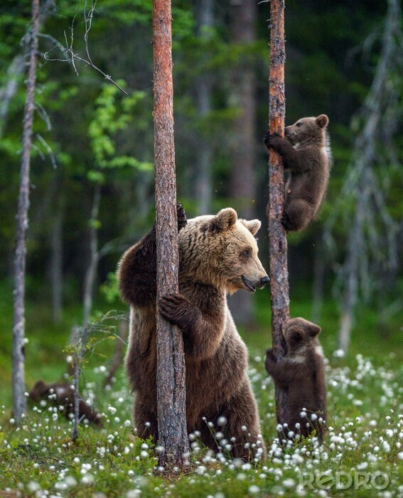 Poster She-bear and cubs. Brown bear cubs climbs a tree. Natural habitat. In Summer forest. Sceintific name: Ursus arctos.