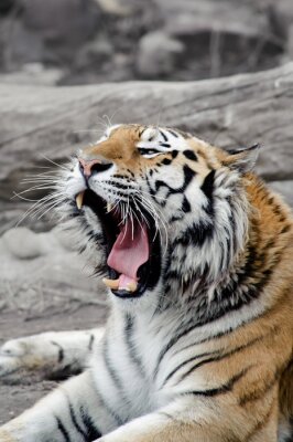 Poster Siberisch tijger wild dier