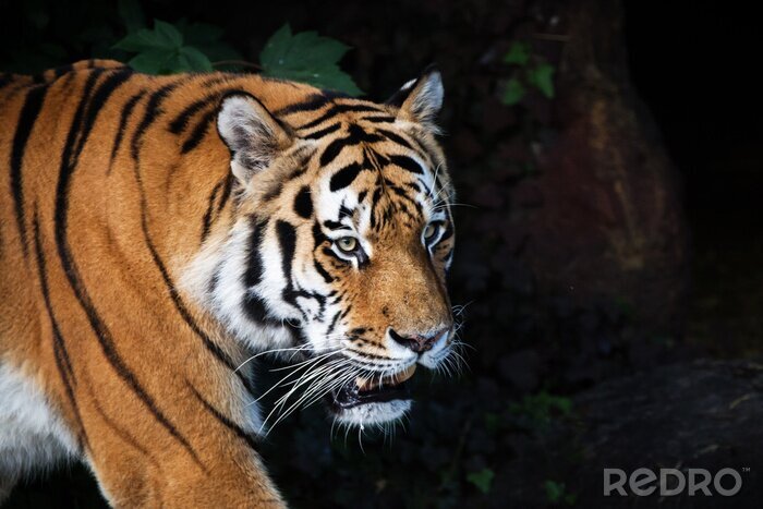 Poster Siberische tijger in het bos