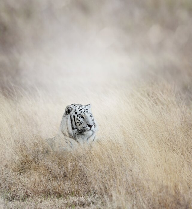 Poster Silhouet van een tijger in het gras