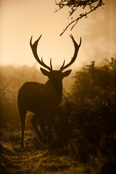 Poster Silhouet van een wild dier in de bronsttijd