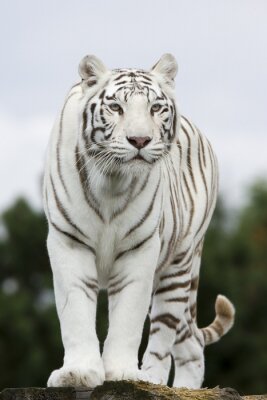 Poster Silhouet van een witte tijger