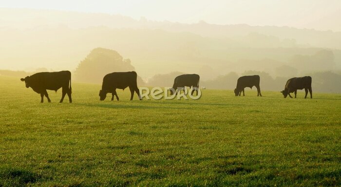 Poster Silhouetten van koeien op een ochtendlijke groene weide