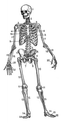 Poster Skelet met genummerde botten