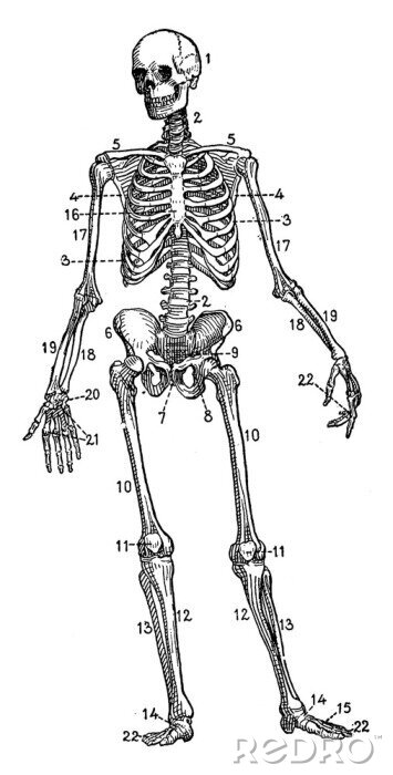 Poster Skelet met genummerde botten