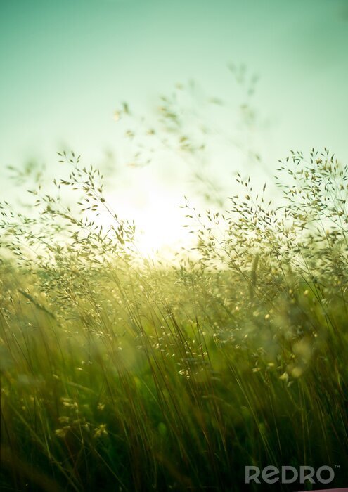 Poster Slanke grassprieten die in de wind wiegen