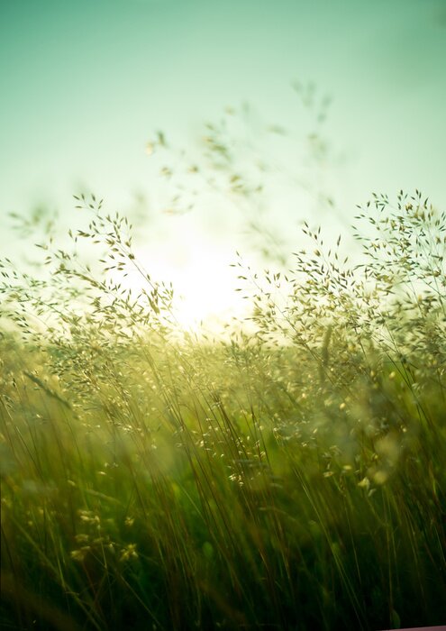 Poster Slanke grassprieten die in de wind wiegen