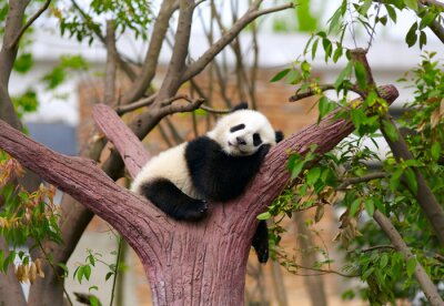 Slapende panda in de boom