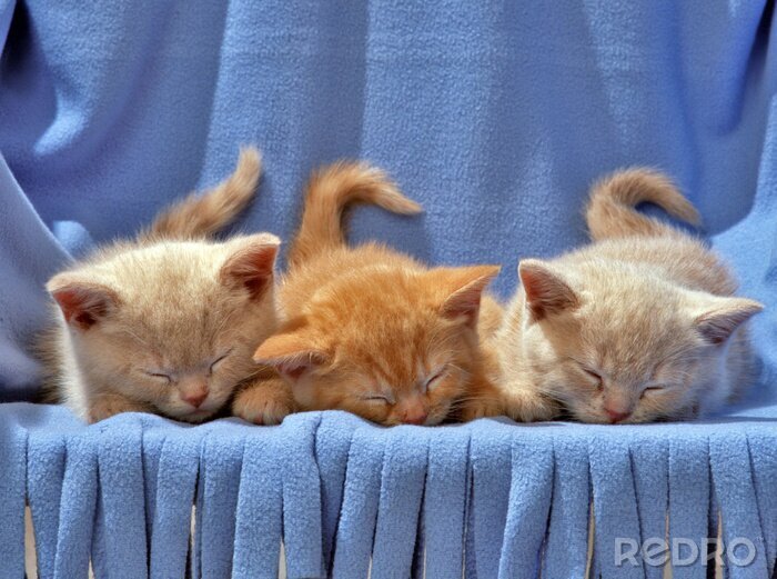 Poster Slapende poesjes