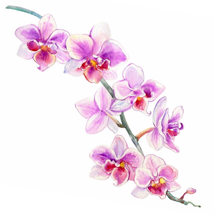 Poster Slaperige orchidee in roze-paarse tinten