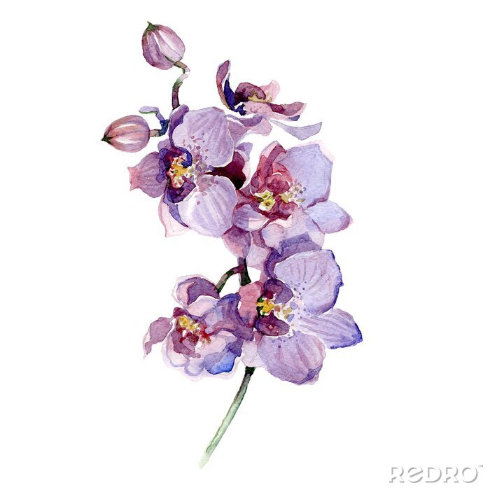 Poster Sleepy aquarel orchidee in paars
