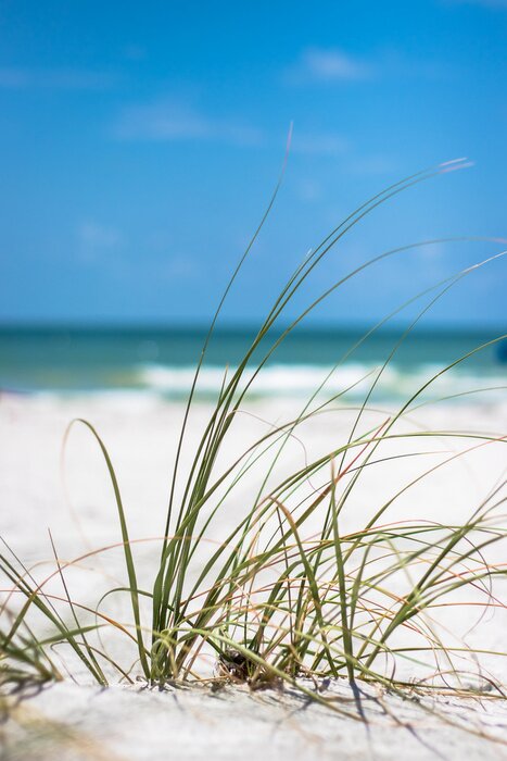 Poster Sluit omhoog van gras op strandzand