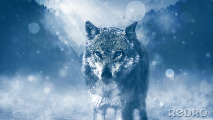 Poster Sneeuw Wolf