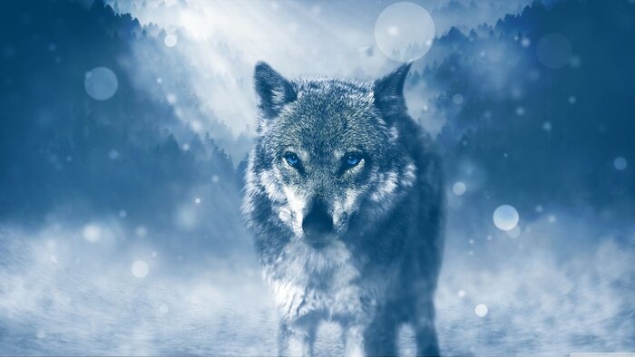 Poster Sneeuw Wolf