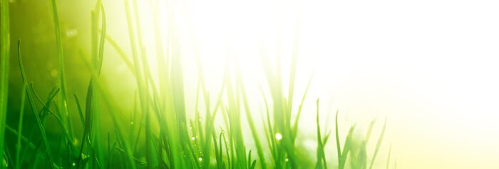 Poster soft green grass background