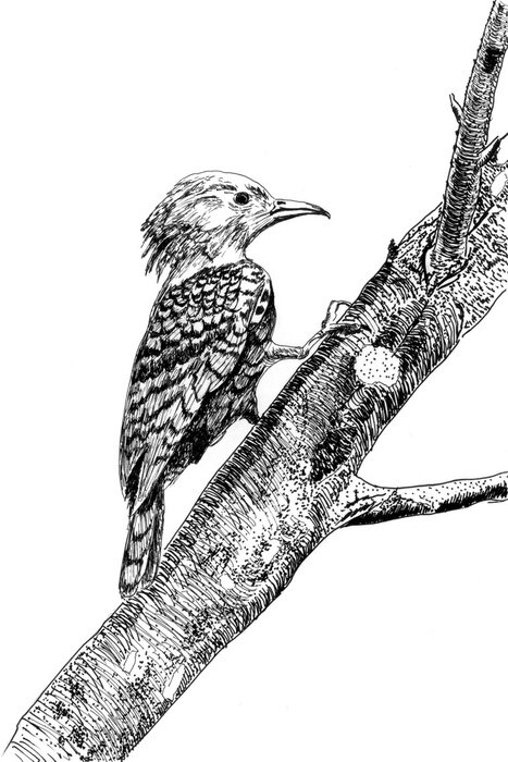 Poster Specht in zwart-wit